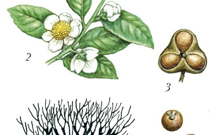 чай сочи, камелия китайская, выращивание чая, ландшафтный дизайн