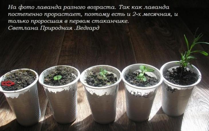 Лаванда