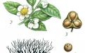 чай сочи, камелия китайская, выращивание чая, ландшафтный дизайн